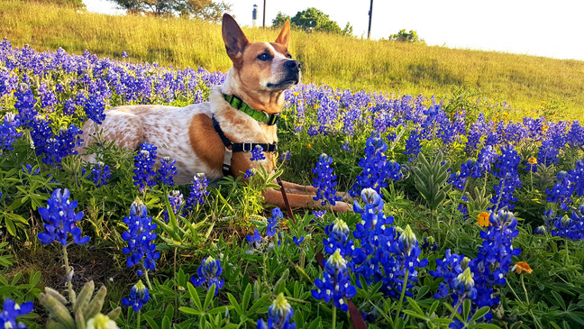 “Jaxie loving the Texas Bluebonnets.” (Judy Shock)