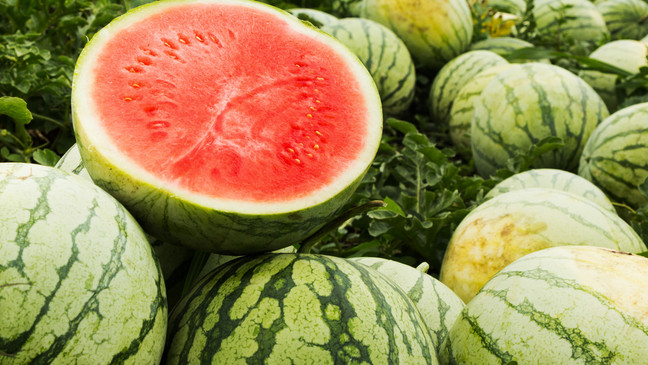 Red cut watermelon on a pile of ripe watermelons in a field. (Courtesy: Texas A&M University)
