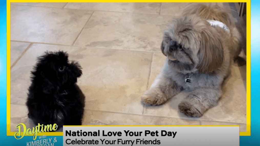 Daytime - Happy National Love Your Pet Day!