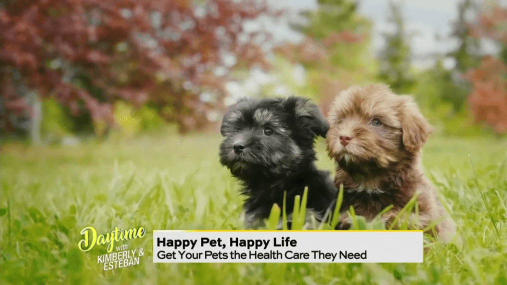 Daytime-Get healthcare for your fur babies