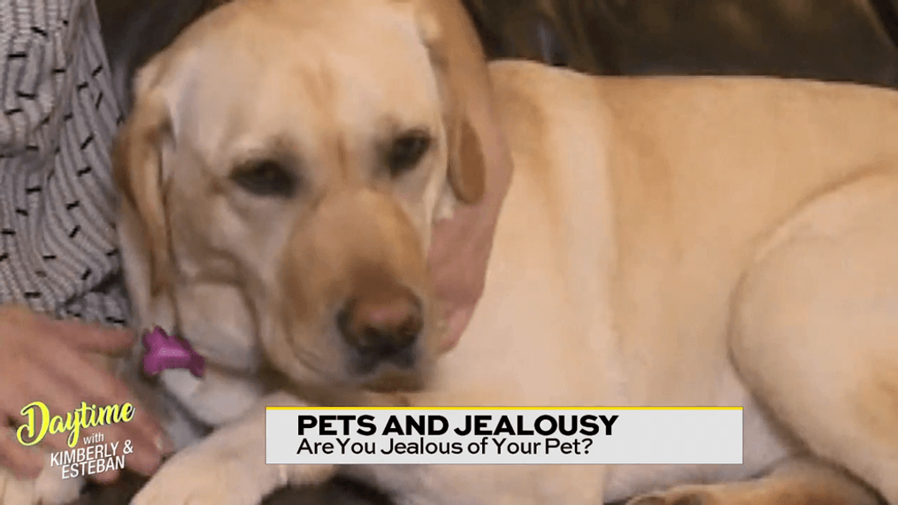 People Are Jealous of Their Pets