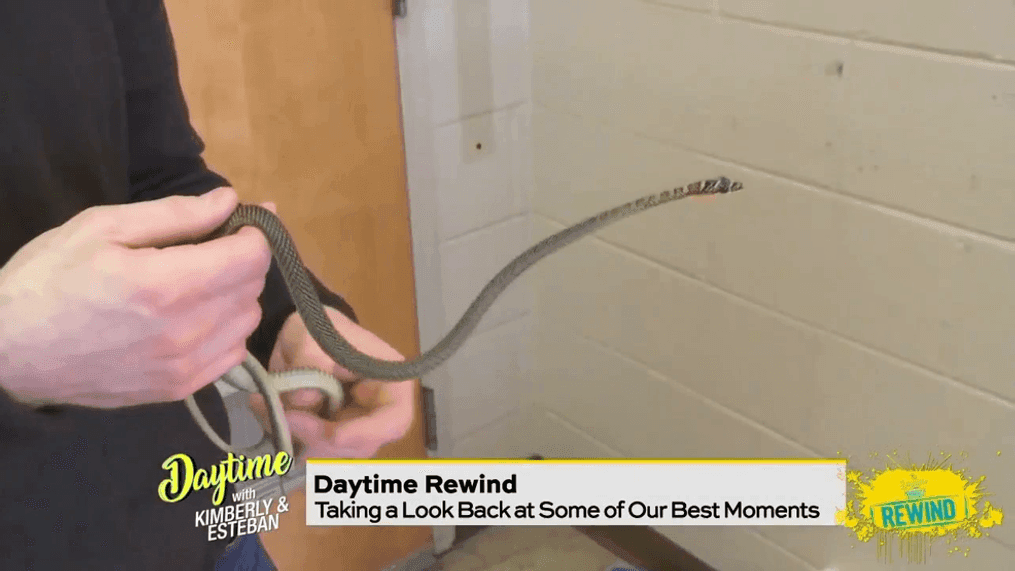 Daytime Rewind: Our Favorite WFH Moments