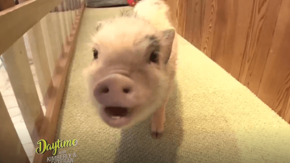 Daytime -Pet a piggy!{&nbsp;}{p}{/p}