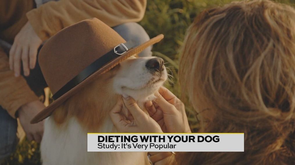 Dieting with your Dog 