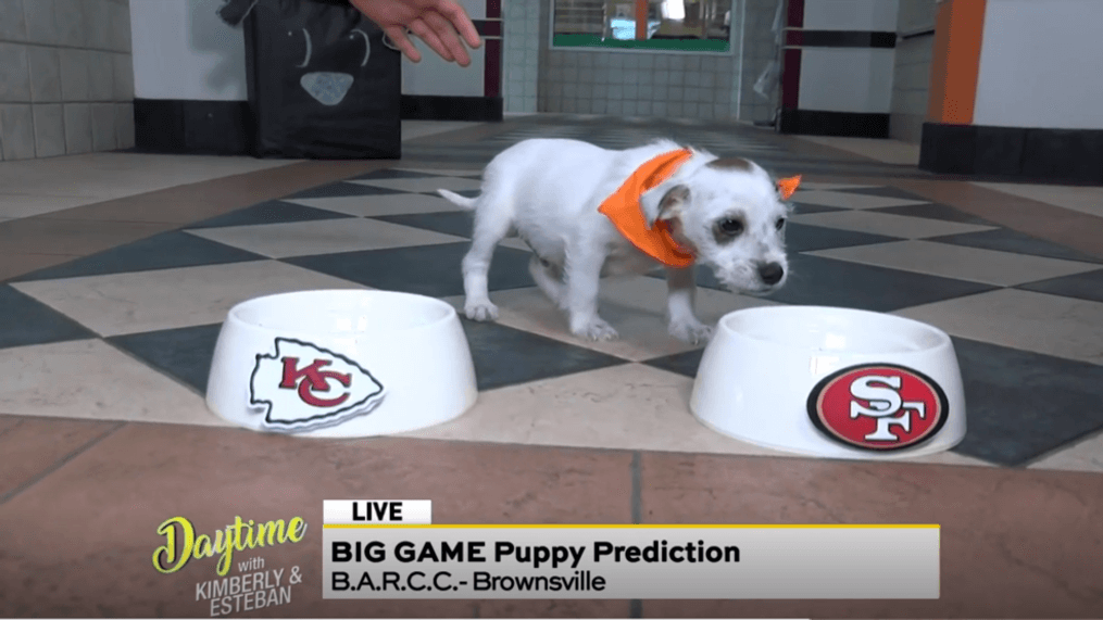 Daytime - Big Game puppy predictions