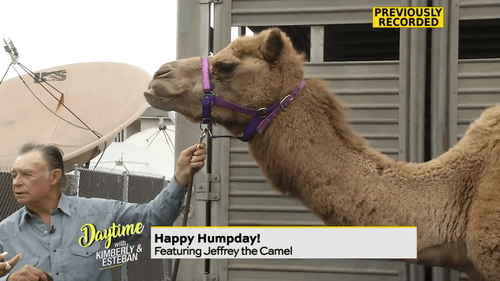 Throwback Thursday: Camel Visit to the Studio 
