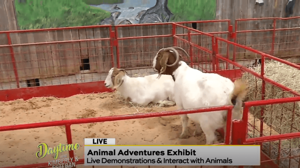 Daytime-Animal Adventures Exhibit 