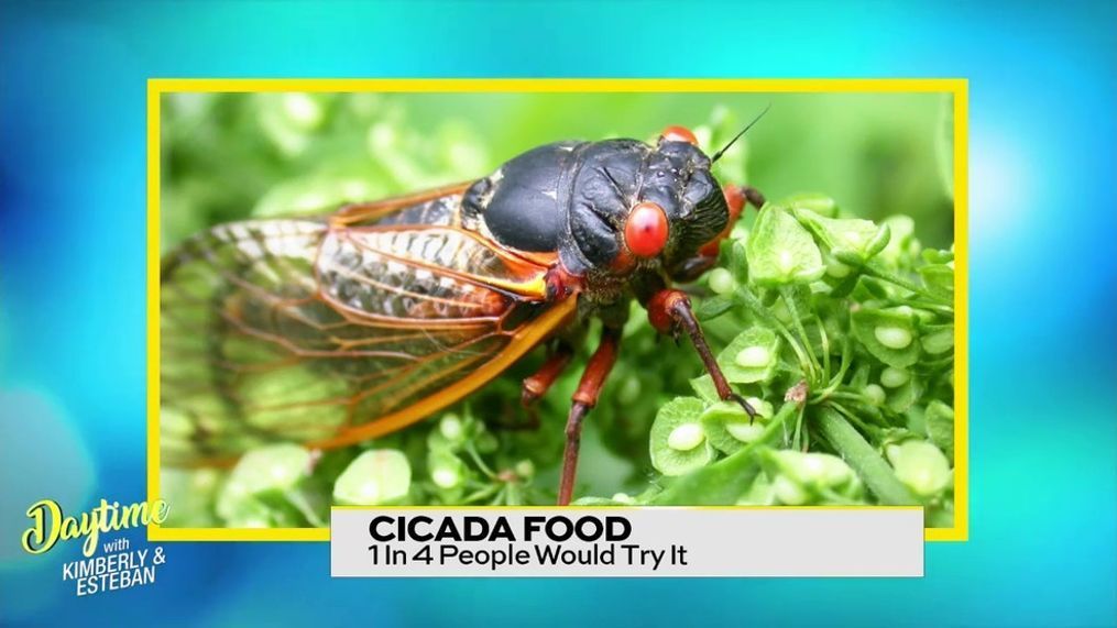 Cicada Food