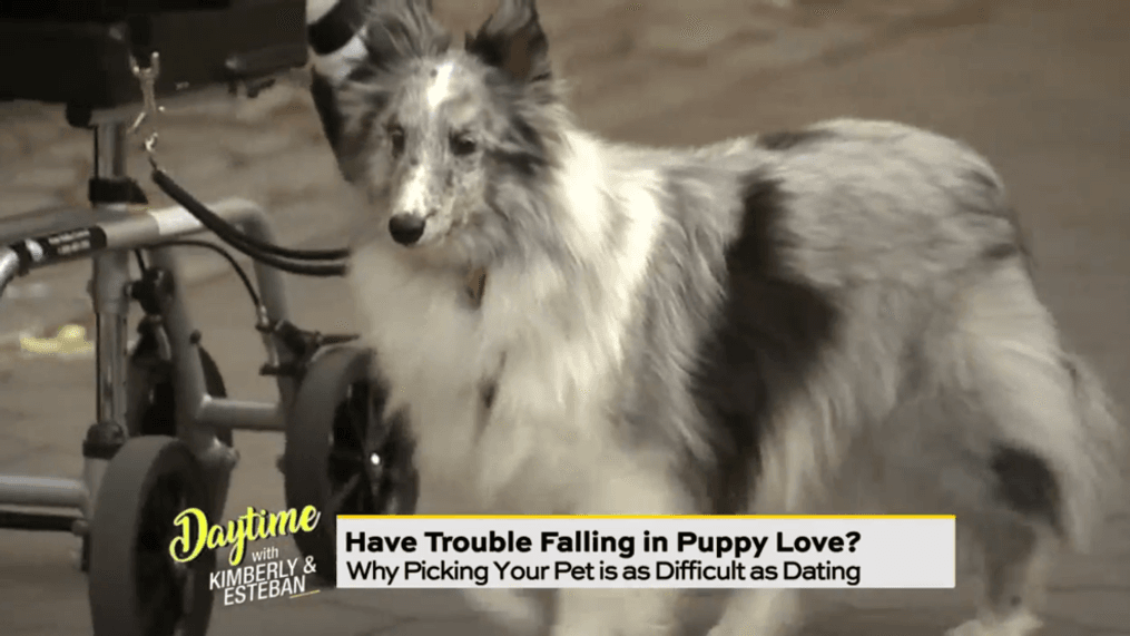 DAYTIME - Dogs & Dating: How They Go Hand-in-Hand