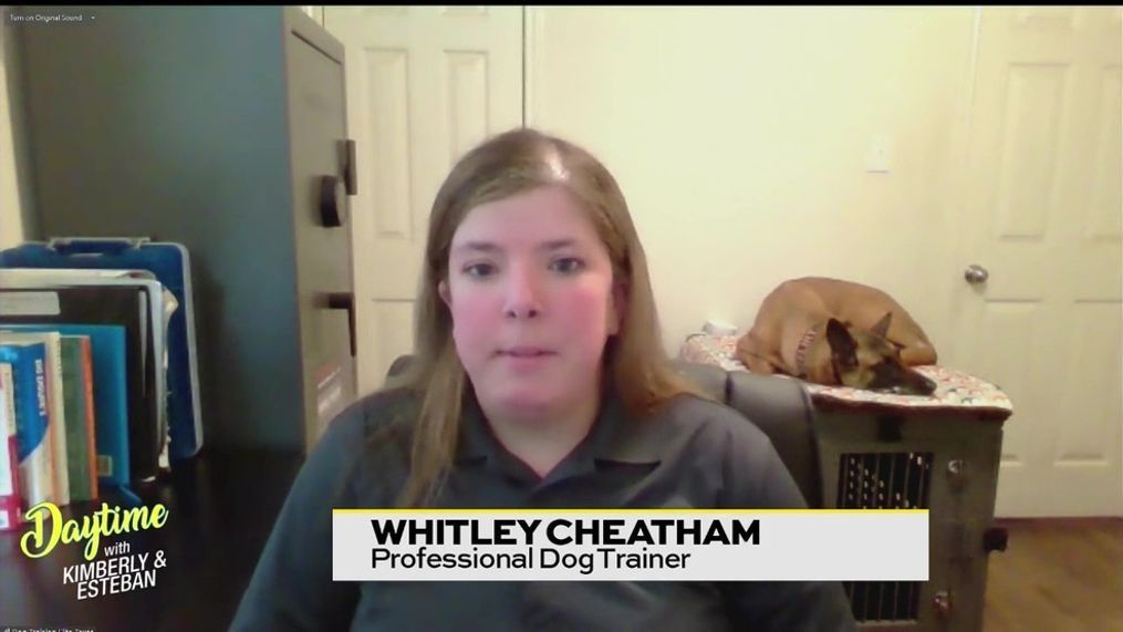 Professional Dog Trainer Whitley Cheatham 