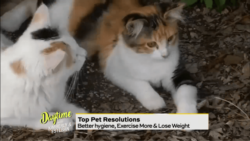 Daytime-New Year's resolutions for pets