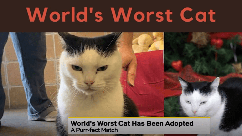 Daytime-'World's Worst Cat' has a home{p}{/p}