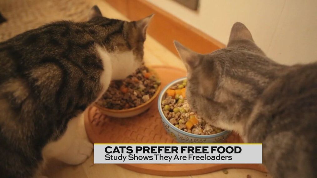 A new study by researchers found that cats prefer to get free meals over working for their food. 