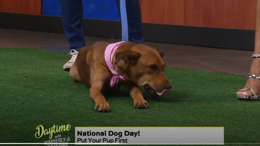 Daytime - It's National Dog Day!