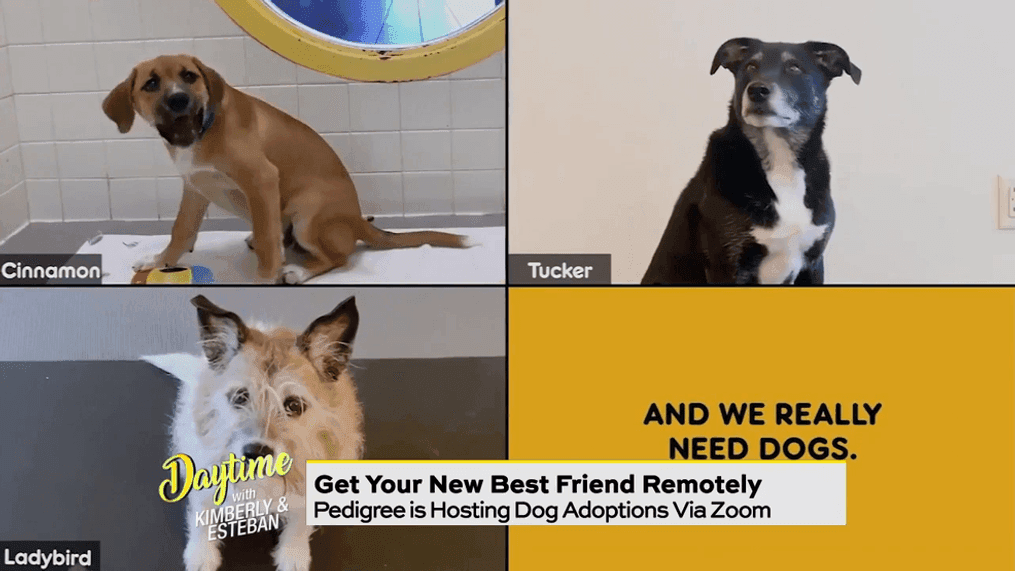 Virtual Pet Adoptions & Win FREE Chipotle for a year