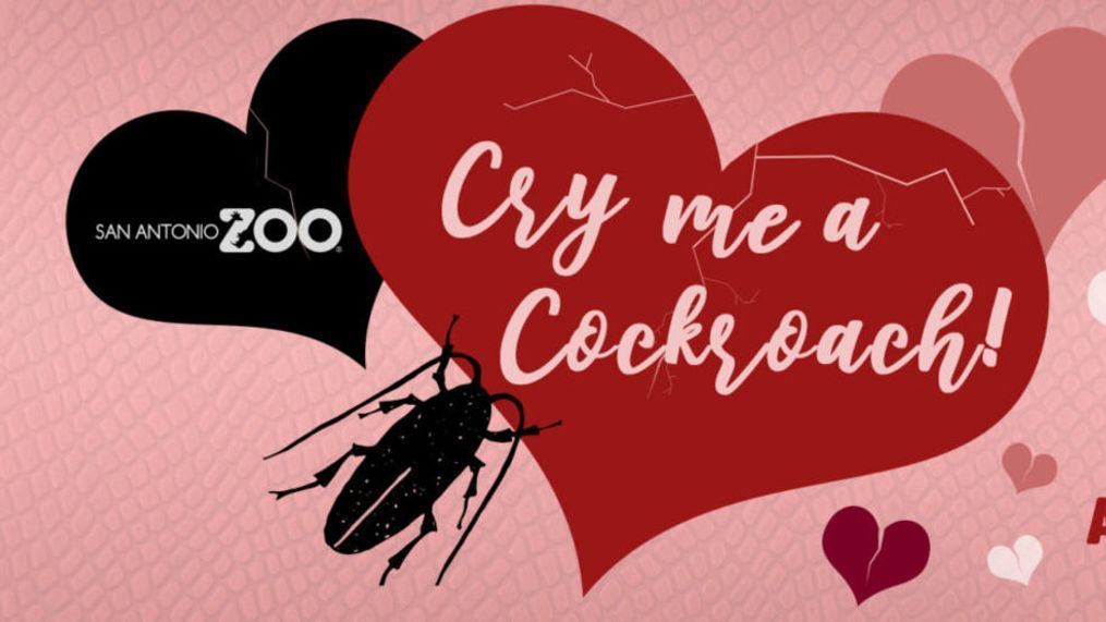 Cry Me A Cockroach! (Photo: San Antonio Zoo)