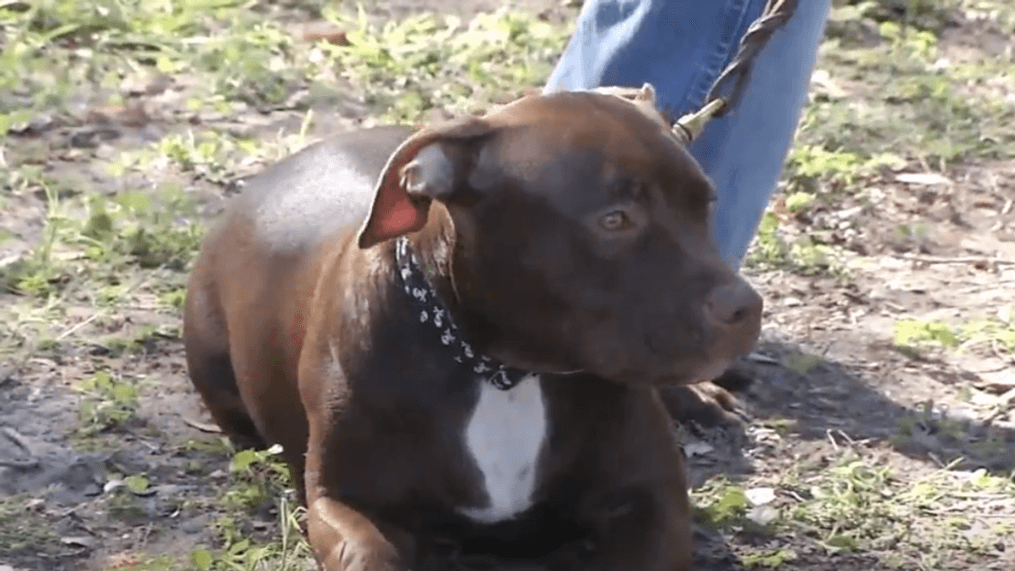 Daytime-30 year Pitbull ban lifted in Denver