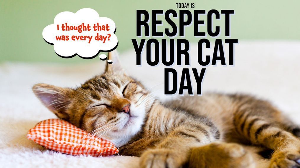 Respect Your Cat Day (Getty Images)