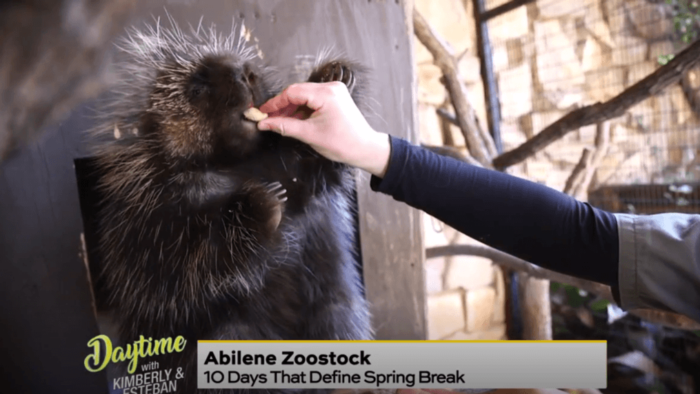 Daytime - Abilene's Zoostock