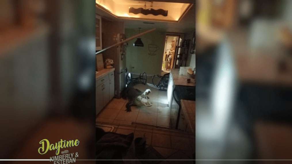DAYTIME- 11- Foot Gator invades home 