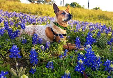 Image for story: SHARE YOUR PHOTOS: Grab your camera... it's Bluebonnet Season!