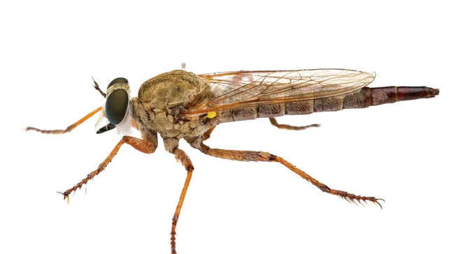Robber Fly{&nbsp;}(Salvador Vitanza, Phd., Texas A&M Agrilife Extension)