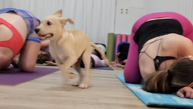 Puppy yoga brings playful poses and adorable dogs, more sessions to come in the fall (NBC Newschannel)