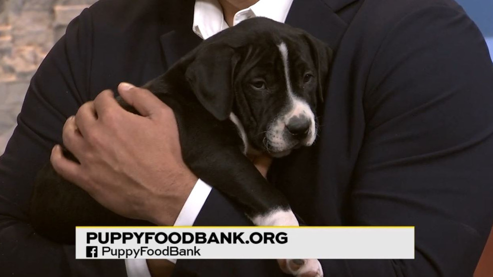 Pledge Week at The Puppy Food Bank Watch Daytime
