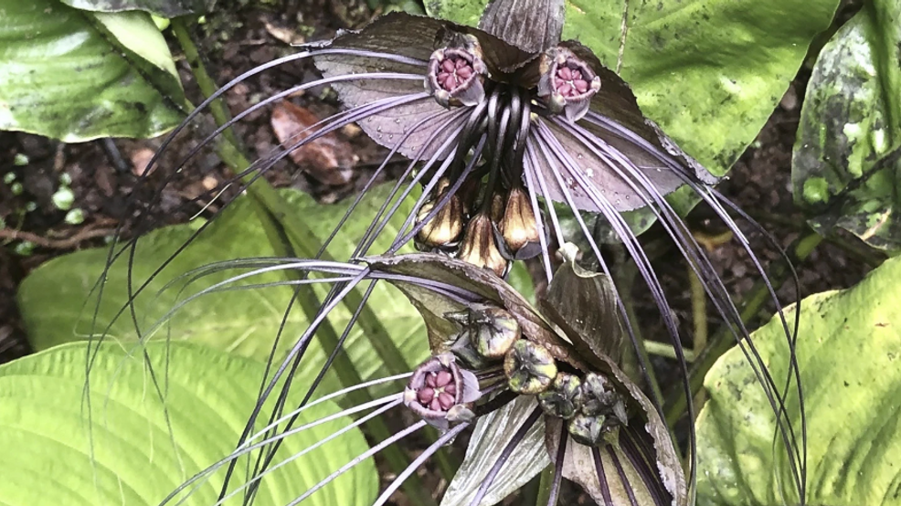 Image for story: Spooky plants perfect for the Halloween season