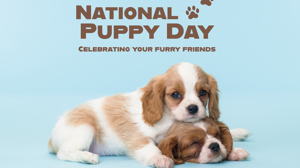 National Puppy Day Instagram Portrait.jpg