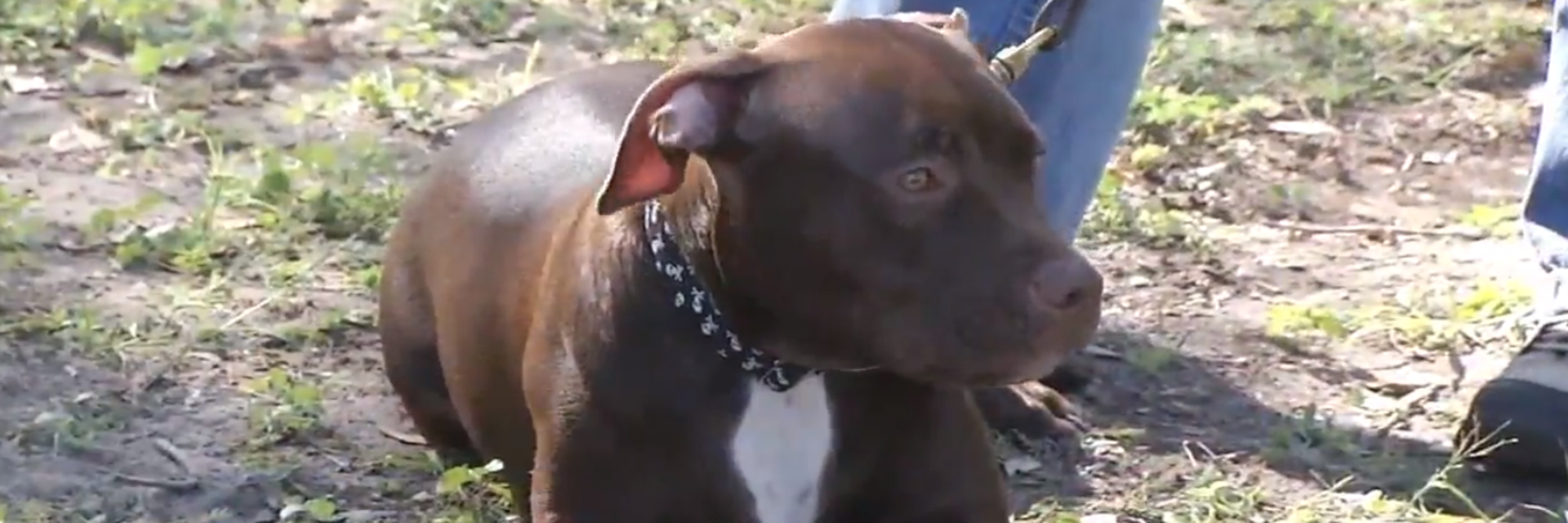 Denver Pit Bull Ban, in Place 30 Years, Could Be Lifted - The New