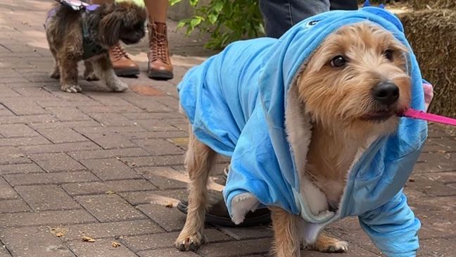 Dog owners were able to enjoy the animal kingdom alongside their dogs and participate in special activities like a dog costume parade and dog trick-or-treating. (SBG Photo/Emilio Sanchez)