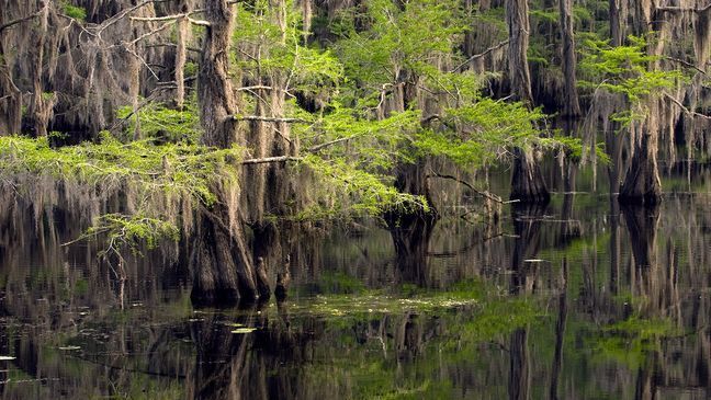 Bald cypress trees draped with Spanish moss tower over the Big Cypress Bayou. Paddle Saw Mill Pond, stay in a historic cabin, or try your luck fishing. Discover an East Texas treasure! (Texas Parks and Wildlife)