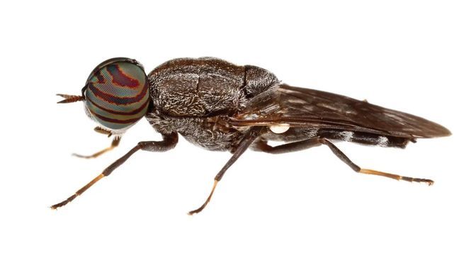 Soldier Fly (Courtesy of Texas A&M)