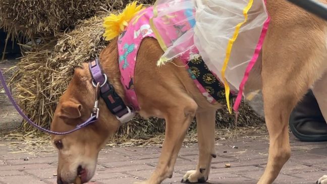 Dog owners were able to enjoy the animal kingdom alongside their dogs and participate in special activities like a dog costume parade and dog trick-or-treating. (SBG Photo/Emilio Sanchez)