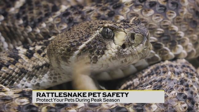 Veterinarian Dr. Amber Fritz from CityVet tells us how to avoid rattlesnakes and what to do if your pet is injured by one.