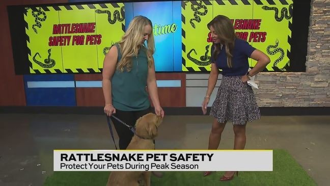 Veterinarian Dr. Amber Fritz from CityVet tells us how to avoid rattlesnakes and what to do if your pet is injured by one.