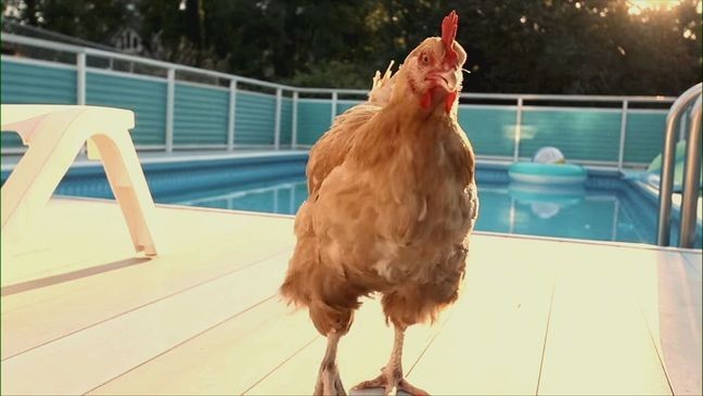 A photo of a chicken by a pool. (Photo courtesy: Rent the Chicken)