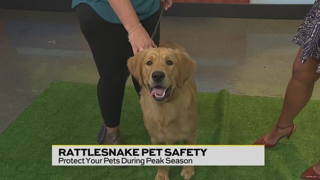 Veterinarian Dr. Amber Fritz from CityVet tells us how to avoid rattlesnakes and what to do if your pet is injured by one.