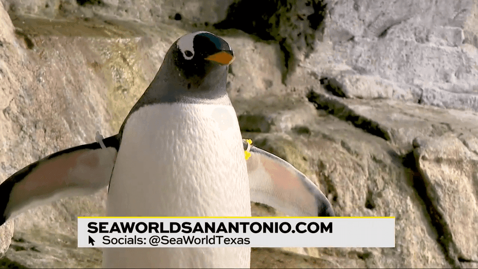 Seaworld