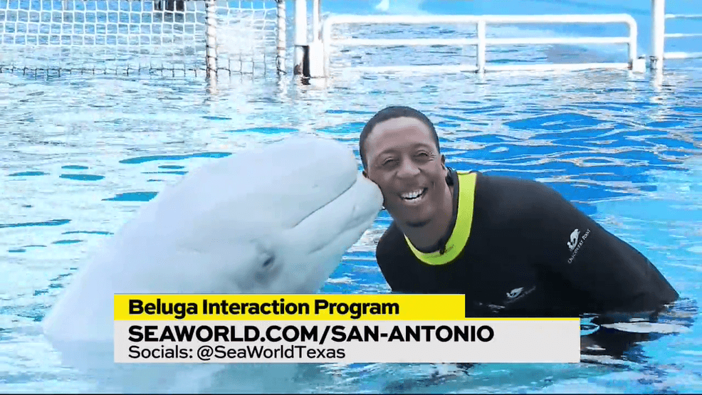 Image for story: Seaworld San Antonio Beluga Interaction Experience