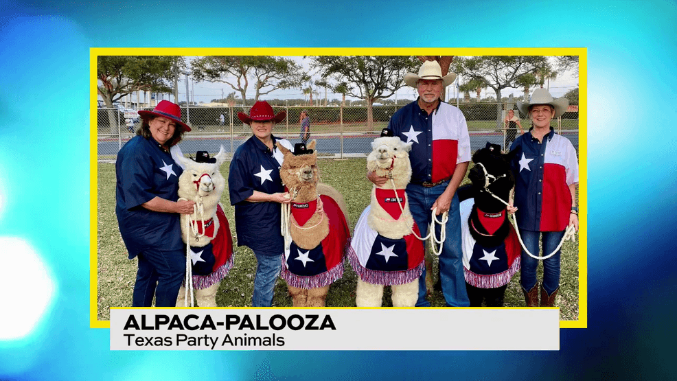 Image for story: Invite Alpacas to Your Next Party!