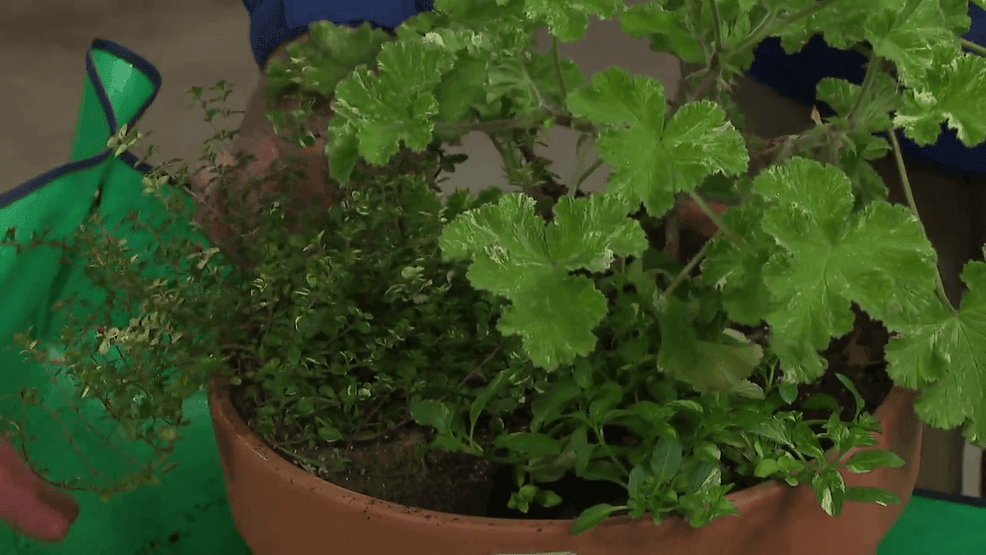 Image for story: Now is a Great Time to set up Your Garden For Spring Beauty 