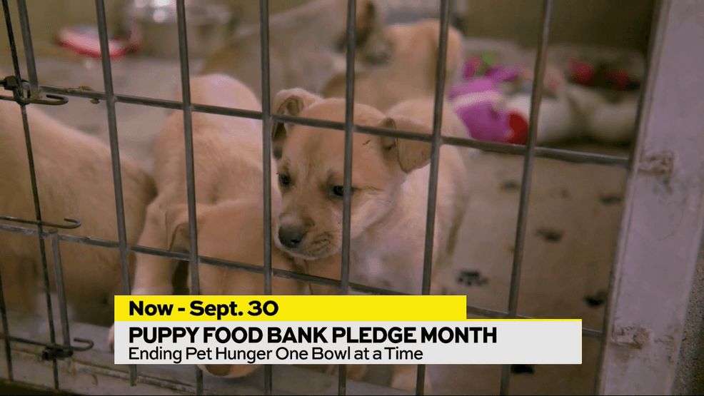Image for story: Puppy Food Bank Pledge Month: Double the Love, Double the Impact
