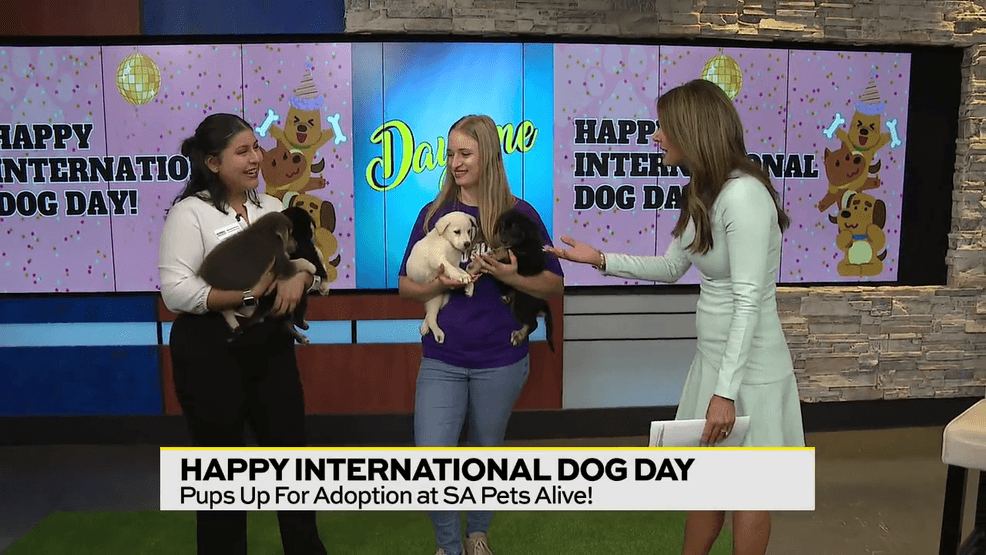 Image for story: Free Clear the Shelters Event at San Antonio Pets Alive! 