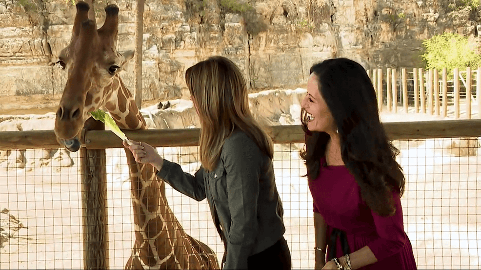 Image for story: Daytime Live at the Zoo: Giraffe Deck! 