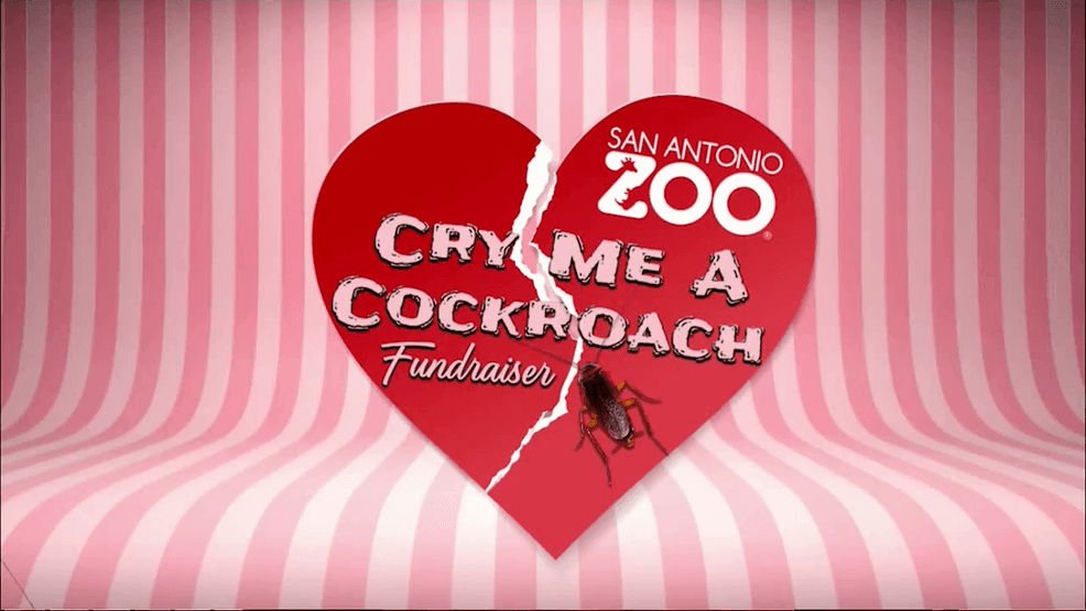 Image for story: Daytime Live at the Zoo: Cry Me a Cockroach! 