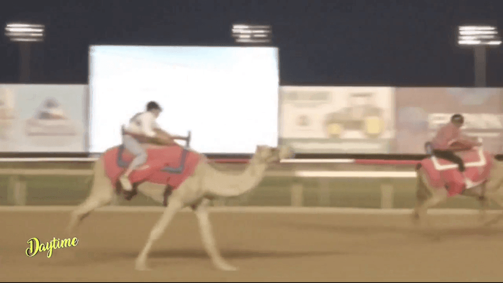 Alondra competed in a real live camel race!{&nbsp;}