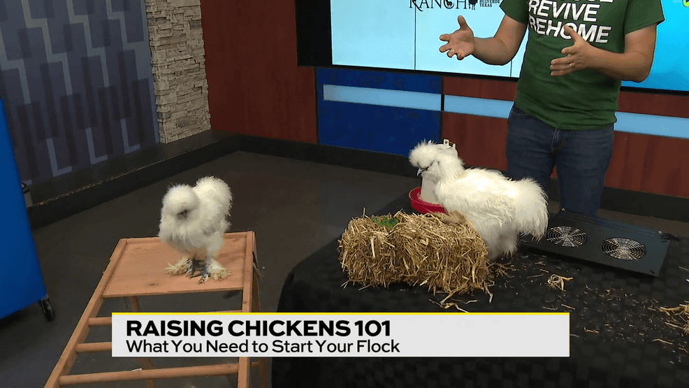 Image for story: Tips to start your own chicken flock