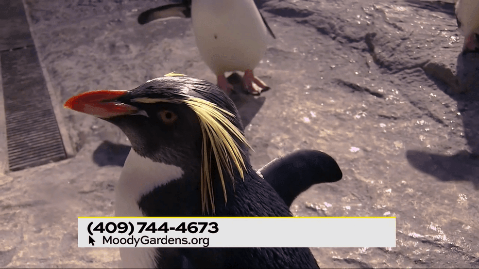 Image for story: Spring Break at Moody Gardens 